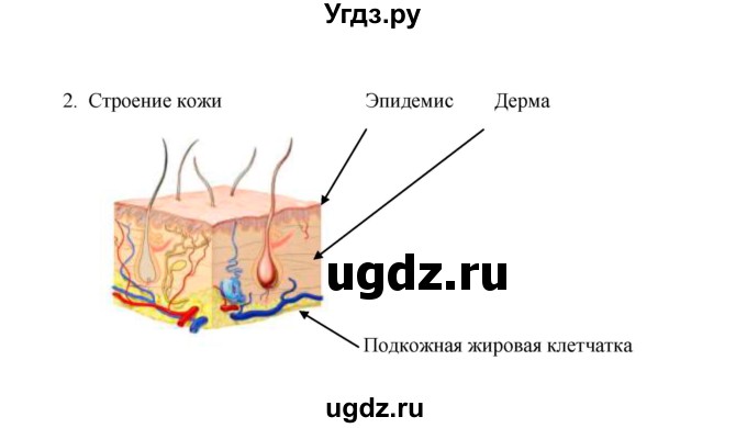 ГДЗ (Решебник) по биологии 8 класс (рабочая тетрадь) В.И. Сивоглазов / параграф 42 (упражнение) / 2