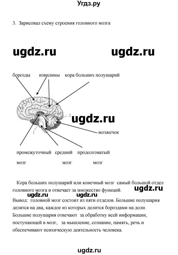 ГДЗ (Решебник) по биологии 8 класс (рабочая тетрадь) В.И. Сивоглазов / параграф 9 (упражнение) / 4(продолжение 2)