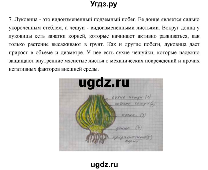 ГДЗ (Решебник) по биологии 6 класс (рабочая тетрадь) В. В. Пасечник / параграфы / 13(продолжение 5)