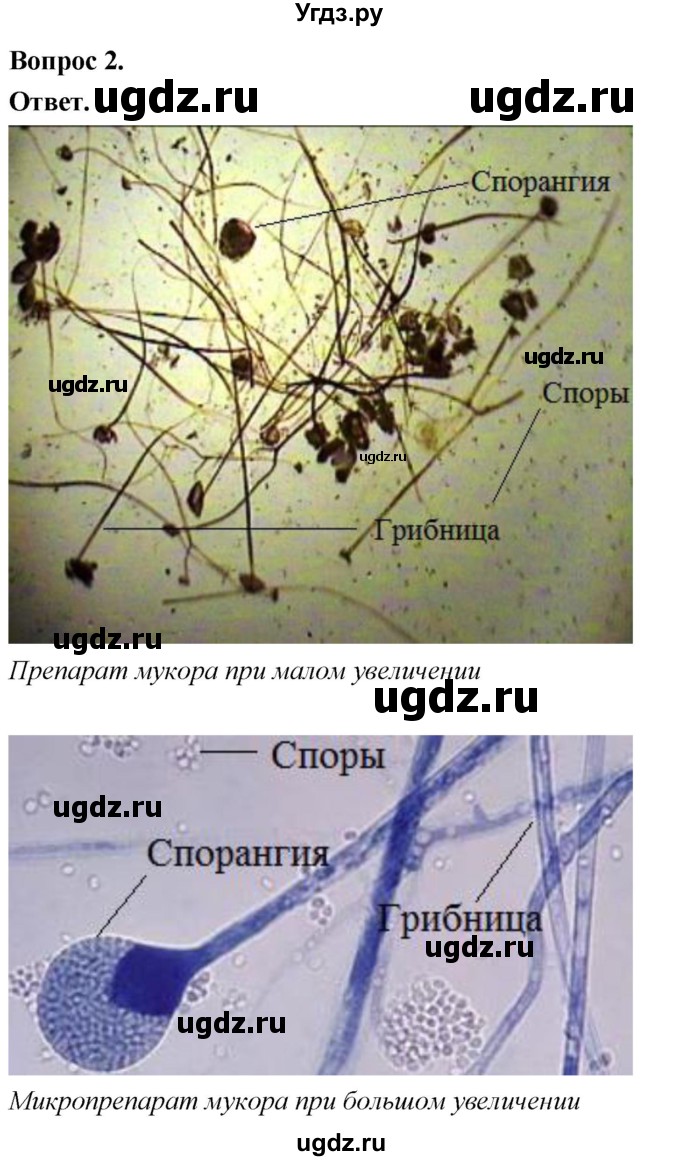 ГДЗ (Решебник) по биологии 8 класс Суматохин С.В. / часть 1 / §2 / практикум / 2