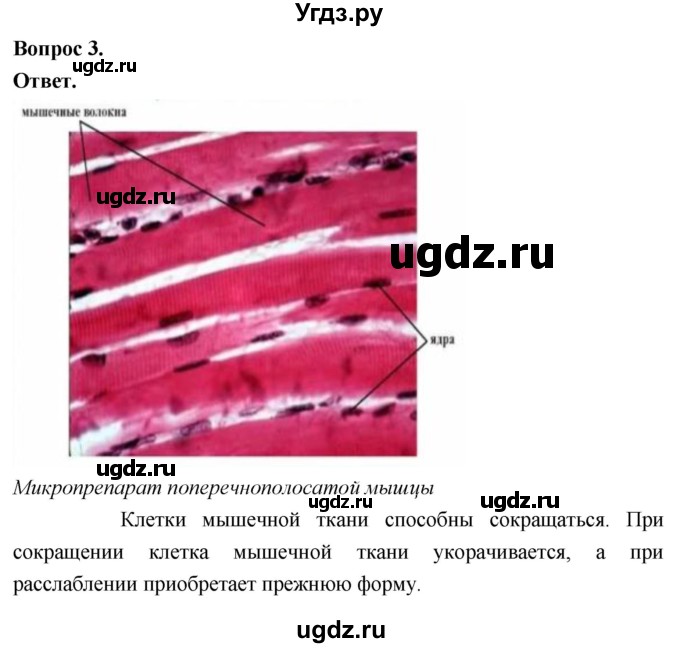 ГДЗ (Решебник) по биологии 8 класс Суматохин С.В. / часть 1 / §9 / практикум / 3