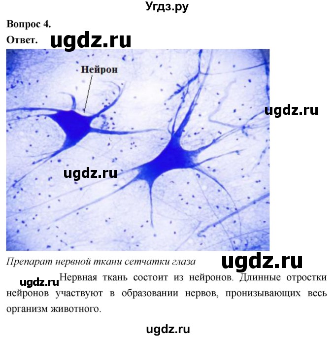 ГДЗ (Решебник) по биологии 8 класс Суматохин С.В. / часть 1 / §9 / практикум / 4