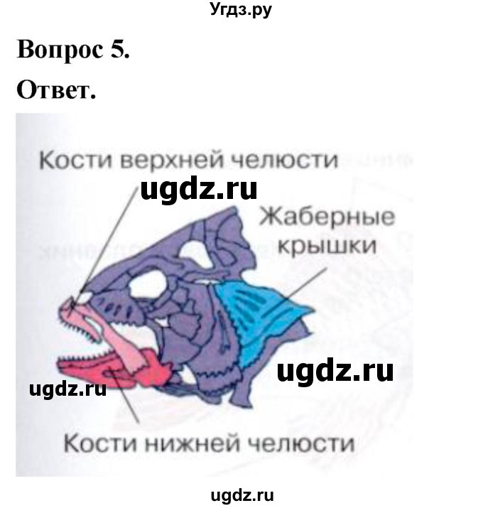 ГДЗ (Решебник) по биологии 8 класс Суматохин С.В. / часть 2 / §4 / практикум / 5