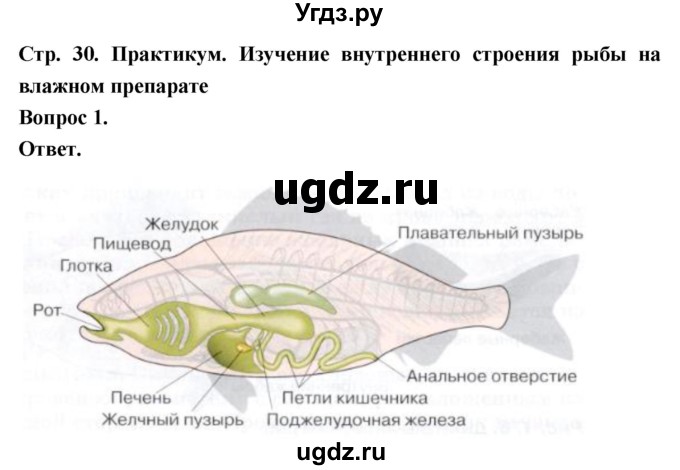 ГДЗ (Решебник) по биологии 8 класс Суматохин С.В. / часть 2 / §5 / практикум / 1