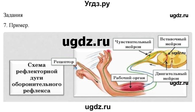 ГДЗ (Решебник) по биологии 9 класс Суматохин С.В. / часть 1 / §43 / задание / 7