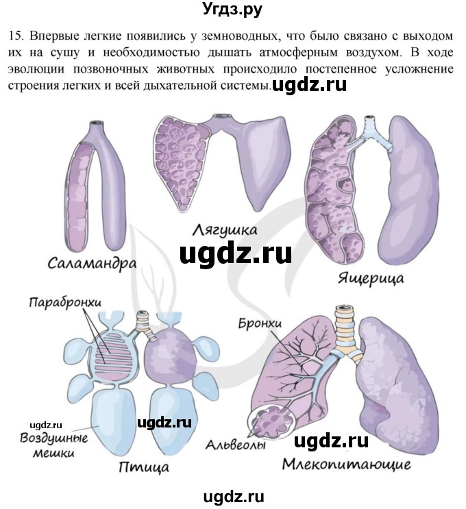 ГДЗ (Решебник) по биологии 9 класс Суматохин С.В. / часть 2 / §17 / темы для дискуссий / 15