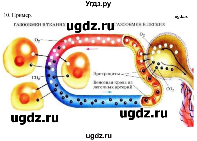 ГДЗ (Решебник) по биологии 9 класс Суматохин С.В. / часть 2 / §18 / задание / 10